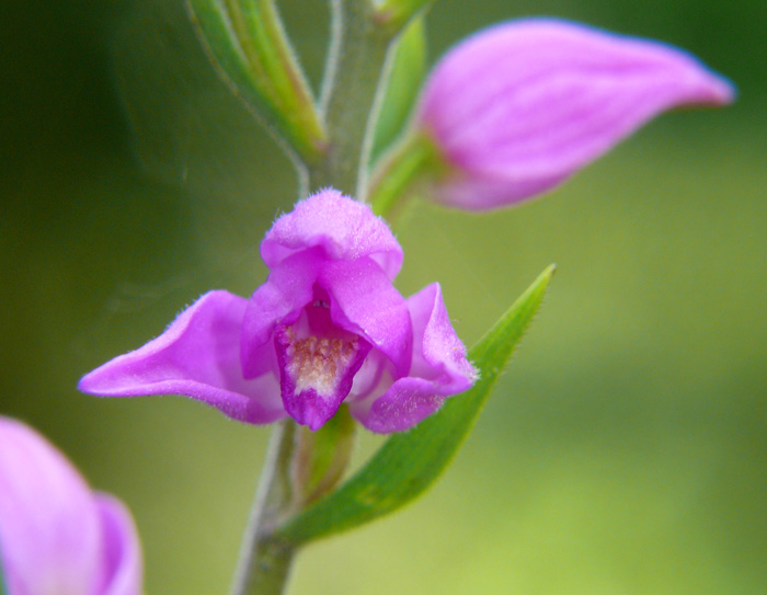 Cephalanthera rubra